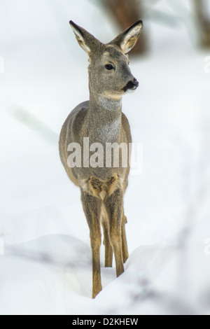 La Comunità europea il capriolo (Capreolus capreolus) Foto Stock