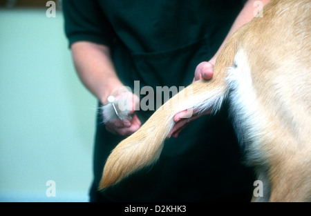 Cane Guida essendo curato da infermiere veterinario, Wokingham Centro di addestramento dei cani guida per ciechi Associazione, UK. Foto Stock