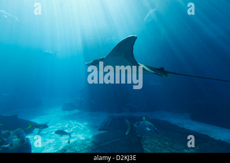 Stingray subacquea di pesce - maschio Foto Stock