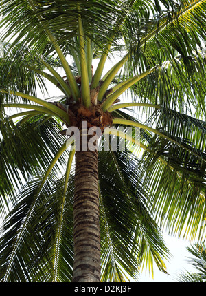 Albero di un coco la vista dal basso Foto Stock