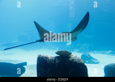 Stingray pesce sott'acqua. Hotel Atlantis Resort Nassau Bahamas. Foto Stock