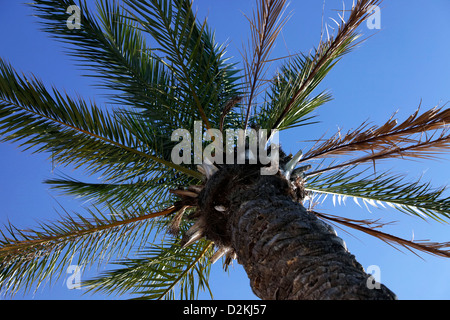 Albero di un coco la vista dal basso Foto Stock