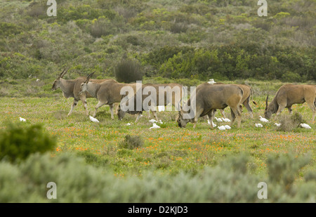 Eland comune (Taurotragus oryx) allevamento, con associati guardabuoi, pascolo pascoli umidi, Postberg, Western Cape, Sud Africa Foto Stock