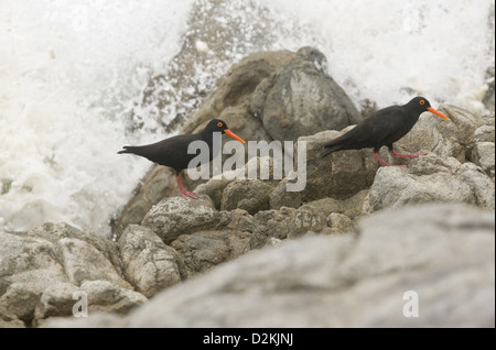 Nero africano (Oystercatchers Haematopus moquini) alimentazione sulla spiaggia rocciosa, costa Ovest, Sud Africa Foto Stock