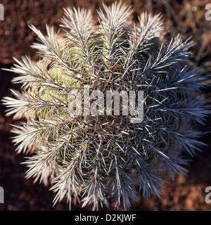 Cactus visto da sopra al Saguaro N.P. , Arizona, Stati Uniti d'America Foto Stock