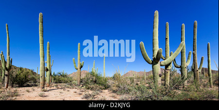 Cactus giganti in Saguaro N.P. , Arizona, Stati Uniti d'America Foto Stock