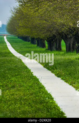 Una diminuzione del percorso su erba verde - linea di alberi (vicolo) con pista ciclabile Foto Stock