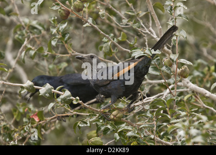 Rosso-winged starling (Onychognathus morio) femmina in primo piano, Cape, Sud Africa Foto Stock