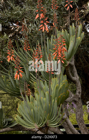 La ventola aloe (Aloe plicatilis) in fiore, Sud Africa. Raro arbustiva succulenta. Foto Stock