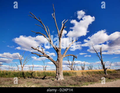 Pelican Point Lake Bonney Riverland Sud Australia Foto Stock