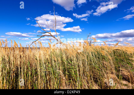 Pelican Point Lake Bonney Riverland Sud Australia Foto Stock