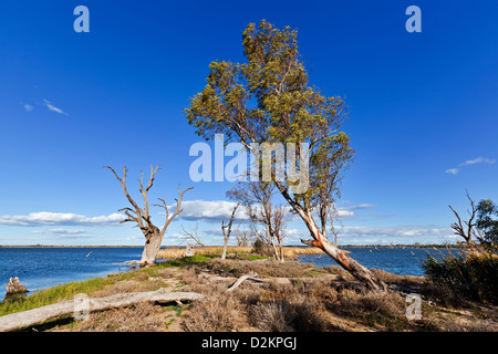 Pelican Point Lake Bonney Riverland Sud Australia Foto Stock