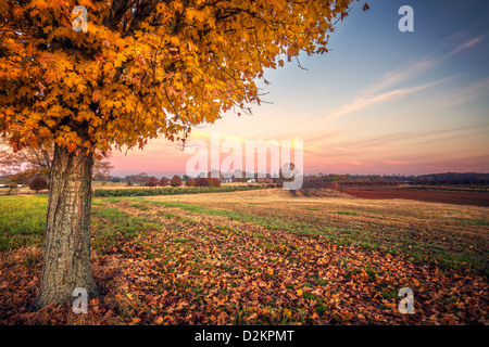 Un bellissimo albero di acero inizia a mostrare che si tratta di colori autunnali Foto Stock