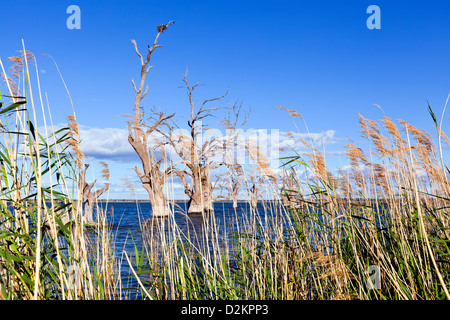 Pelican Point Lake Bonney Riverland Sud Australia Foto Stock