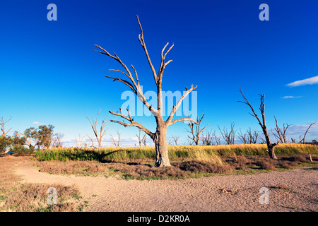 Pelican Point Lake Bonney Riverland Sud Australia Foto Stock