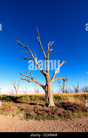 Pelican Point Lake Bonney Riverland Sud Australia Foto Stock