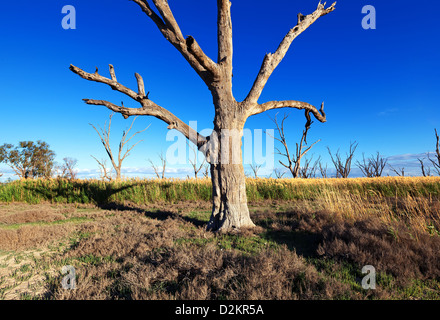 Pelican Point Lake Bonney Riverland Sud Australia Foto Stock