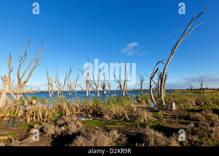 Pelican Point Lake Bonney Riverland Sud Australia Foto Stock