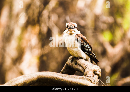 Ridendo Kookaburra, Queenland, Australia Foto Stock