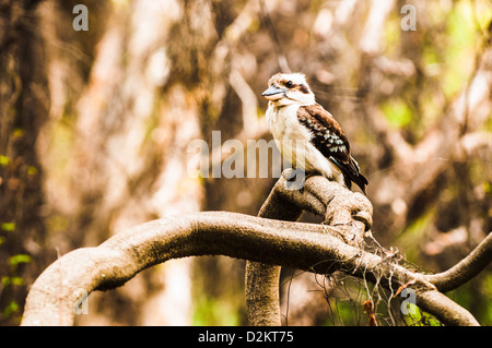 Ridendo Kookaburra, Queenland, Australia Foto Stock