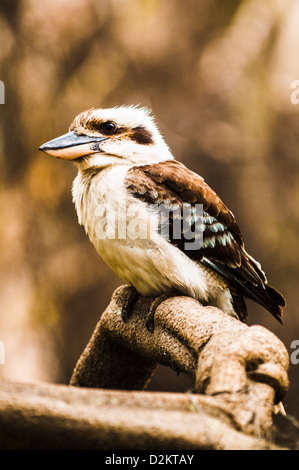 Ridendo Kookaburra, Queenland, Australia Foto Stock