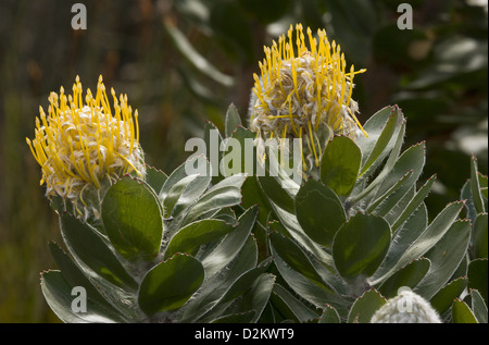 Albero verde puntaspilli (Leucadendron conocarpodendron ssp. viridum) un raro protaea endemiche, Cape, Sud Africa. Foto Stock