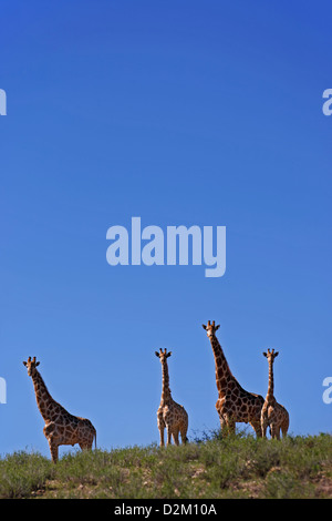 Quattro le giraffe ed un cielo blu, il deserto Kalahari, Sud Africa. Foto Stock