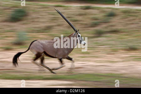 Antilope Gemsbok (Oryx gazella) , deserto Kalahari, Sud Africa, esecuzione a piena velocità Foto Stock