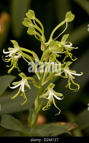 Il legno verde-orchid, Bonatea speciosa in scrub, Sud Africa Foto Stock