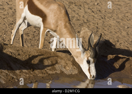 Springbok (Antidorcas marsupialis) bere, deserto Kalahari, Sud Africa Foto Stock