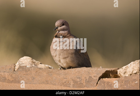 Ridendo Colomba (Streptopelia senegalensis) arroccato sulla parete, Deserto Kalahari, Sud Africa Foto Stock