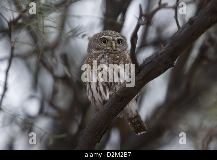 Pearl-spotted owlet (Glaucidium perlatum) arroccato nella struttura ad albero, deserto Kalahari, Sud Africa Foto Stock