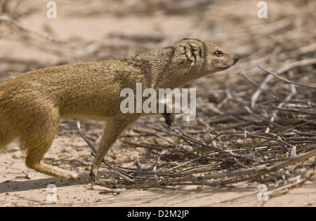 La Mangusta gialla (Cynictis penicillata) caccia in orario diurno, deserto Kalahari, Sud Africa Foto Stock