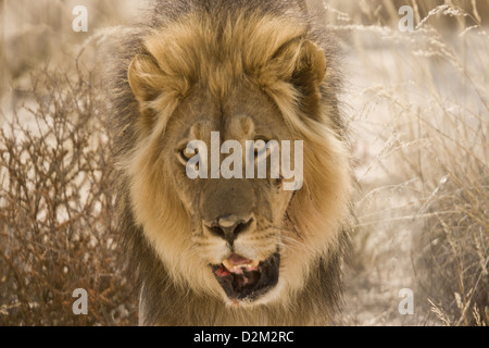 Maschio di Leone del Kalahari (Panthera leo) close-up, Deserto Kalahari, Sud Africa Foto Stock