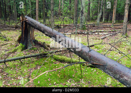 Grande albero rotto nella foresta zona aleatori Foto Stock