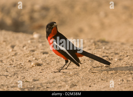 Crimson-breasted Shrike (Laniarius atrococcineus) alimentazione sul terreno, Sud Africa Foto Stock