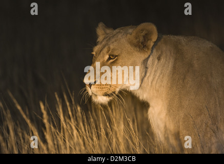 Kalahari Leonessa (Panthera leo) di notte nel deserto del Kalahari, Sud Africa Foto Stock