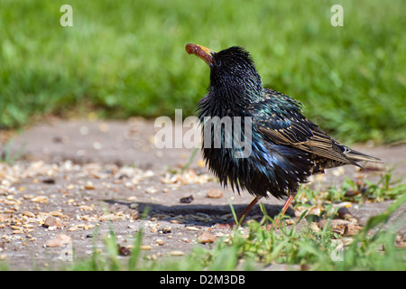 Un singolo starling con le sue piume gonfio alimentazione nel giardino locale con la bocca piena zeppa di uvetta per alimentare i suoi giovani con Foto Stock
