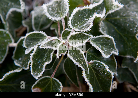 Frost di radiazione o di brina o di brina Pruina sul bordo di edera (Hedera helix) foglie. Foto Stock