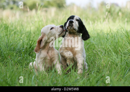 Cane Setter inglese cuccioli di due diversi colori (blu e arancione Belton) seduto in un prato Foto Stock