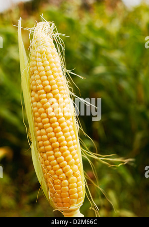 Orecchio di mais o granoturco una fattoria popolare di mangimi per animali o foraggio ora spesso geneticamente modificato per una resa aumentata. Foto Stock