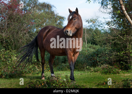 New Forest pony a Hatchet stagno, New Forest, Hampshire, Inghilterra, Regno Unito. Foto Stock