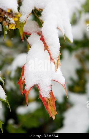 Neve su una boccola con rosso e arancio foglie, Oxfordshire, Inghilterra. Bacche di colore giallo sono il gelo e la neve troppo. Foto Stock