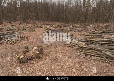 Pollarded faggi fino alla base in un bosco di latifoglie con legname abbattuto scattering in primo piano Foto Stock