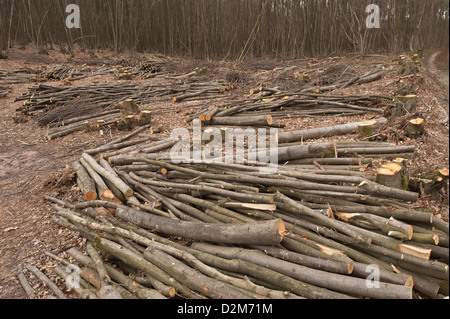 Pollarded faggi fino alla base in un bosco di latifoglie con legname abbattuto scattering in primo piano Foto Stock