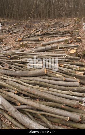 Pollarded faggi fino alla base in un bosco di latifoglie con legname abbattuto scattering in primo piano Foto Stock