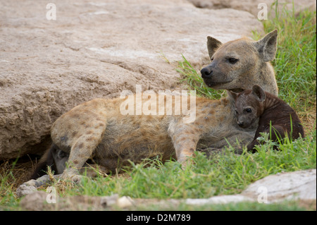 Avvistato iena con pup (Crocuta crocuta), Amboseli National Park, Kenya Foto Stock