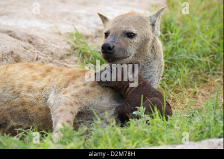 Avvistato iena con pup (Crocuta crocuta), Amboseli National Park, Kenya Foto Stock