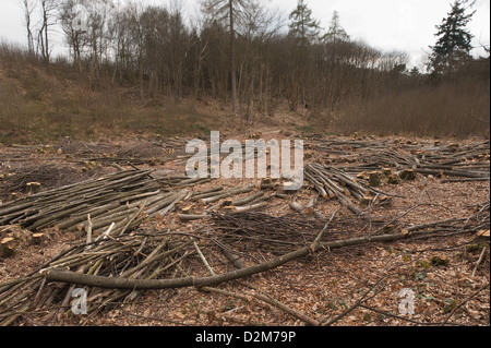 Pollarded faggi fino alla base in un bosco di latifoglie con legname abbattuto scattering in primo piano Foto Stock