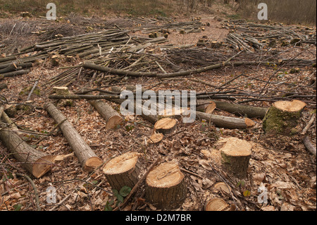 Pollarded faggi fino alla base in un bosco di latifoglie con legname abbattuto scattering in primo piano Foto Stock